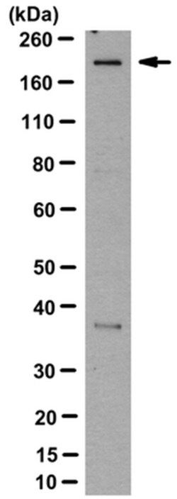 NLRC5 Rat anti-Human, Clone: 3H8, MilliporeSigma 100&mu;g; Unlabeled:Antibodies,
